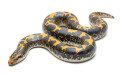Gongylophis colubrinus loveridgei juvenil